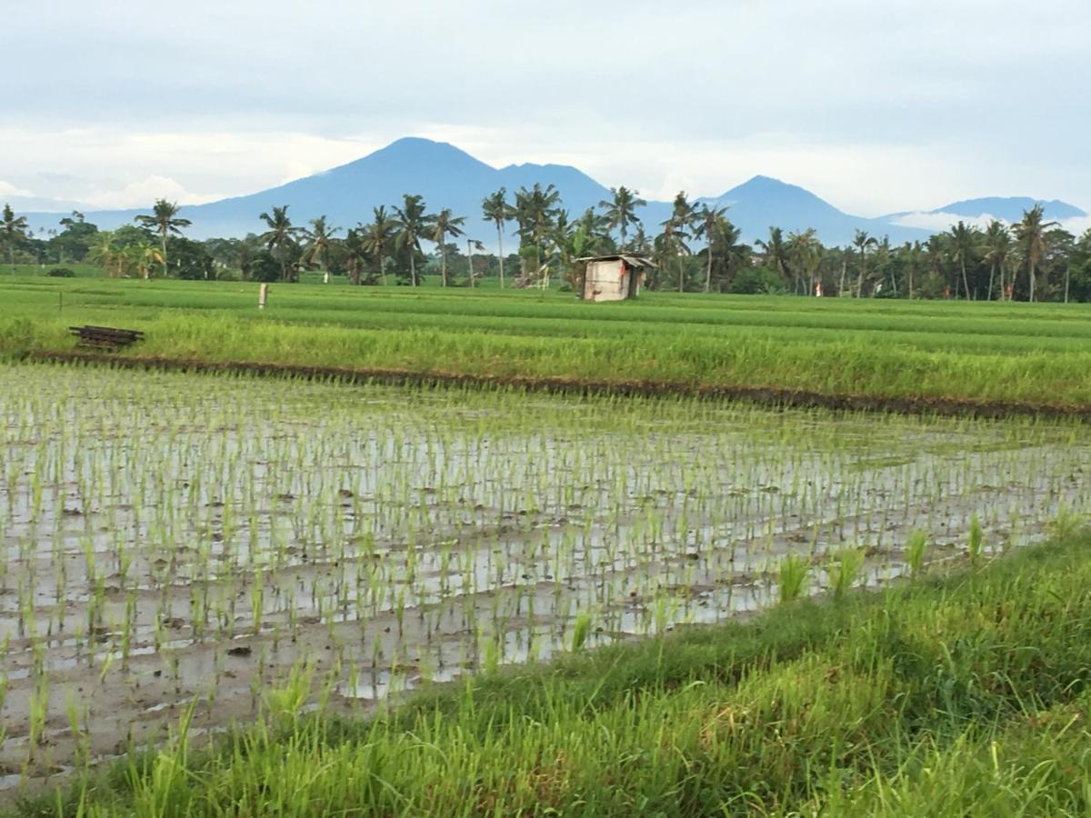 Bali Harmony Retreat Aparthotel Canggu Εξωτερικό φωτογραφία